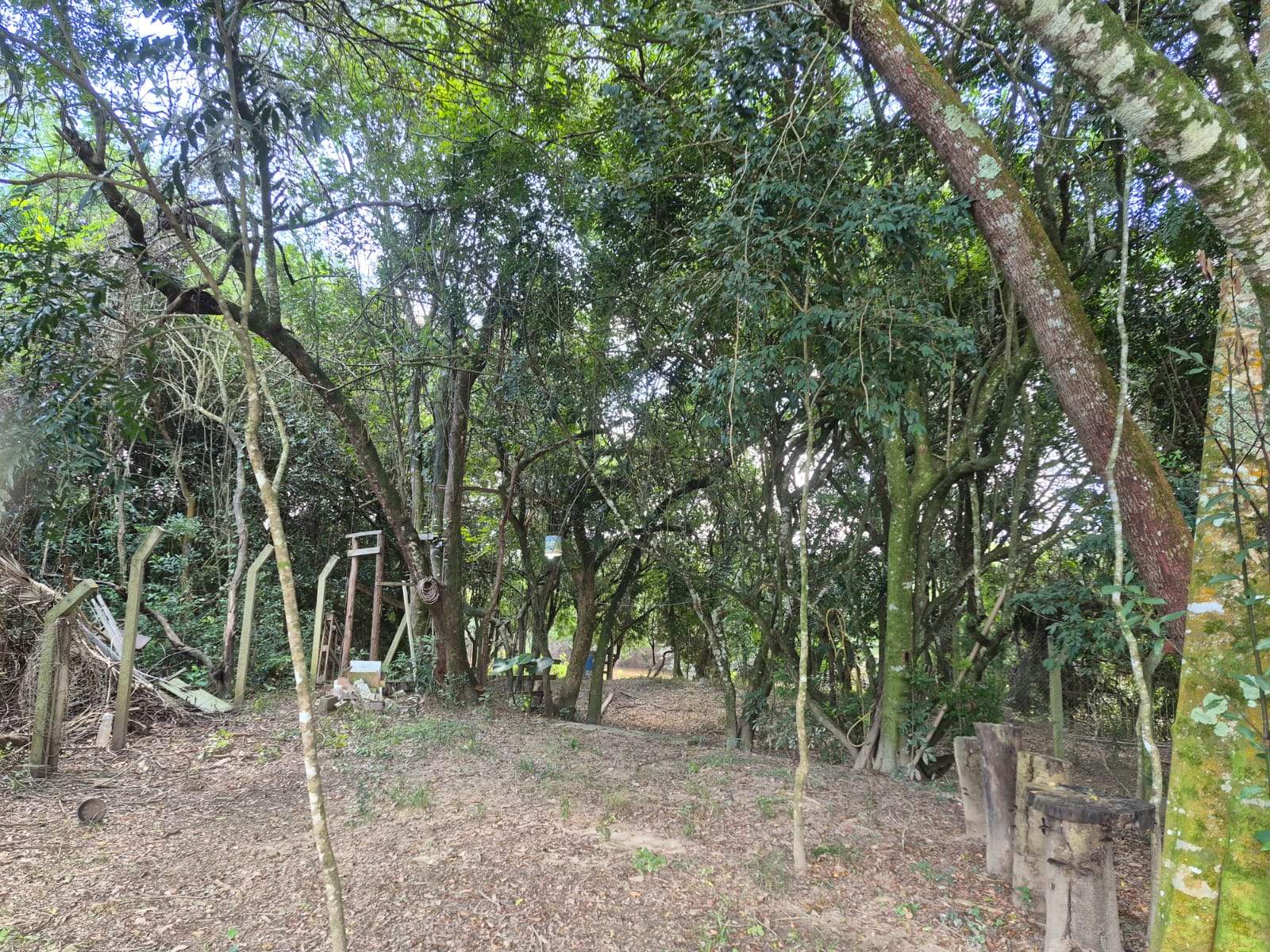 Mata nativa dentro do terreno